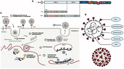 Frontiers | The Complexity Of SARS-CoV-2 Infection And The COVID-19 ...